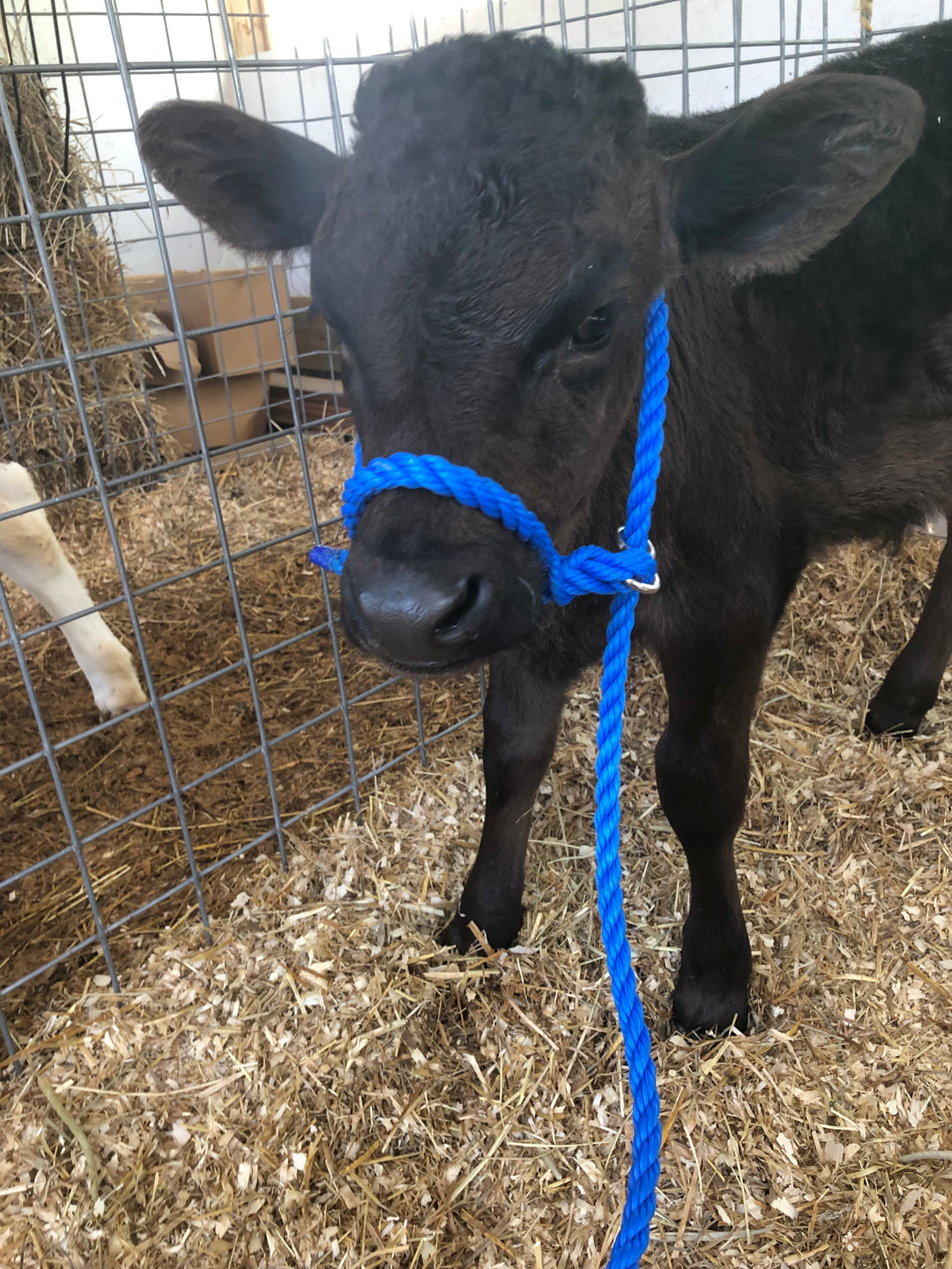 Fullblood Wagyu Full, Half & Quarter share DEPOSIT
