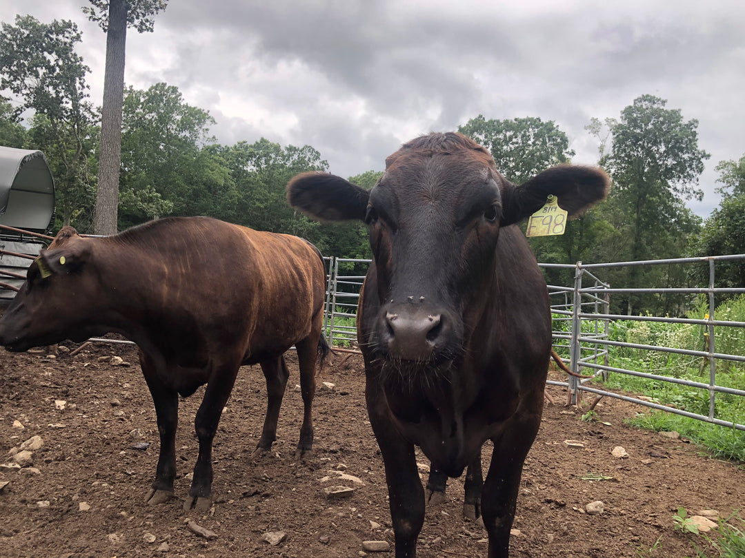 Fullblood Wagyu Full, Half & Quarter share DEPOSIT