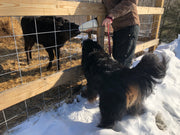 Calf Bottle Feeding Experience