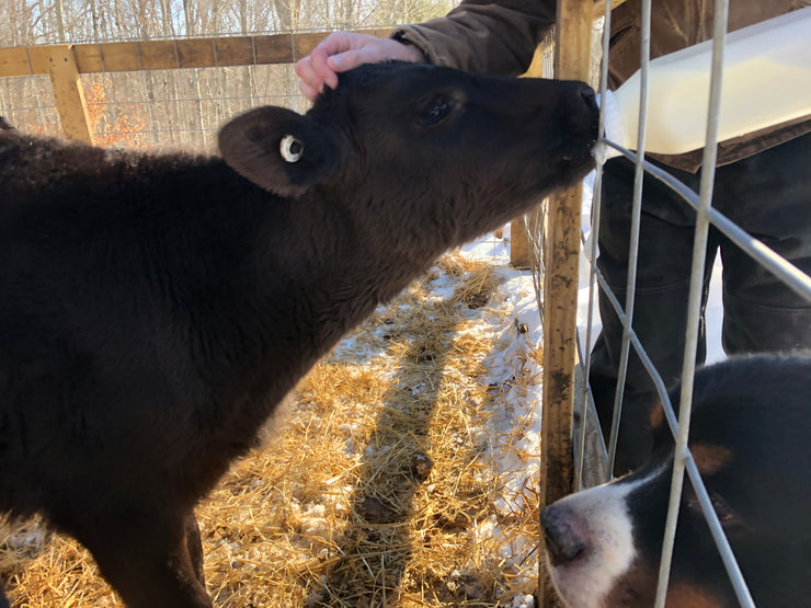 Calf Bottle Feeding Experience